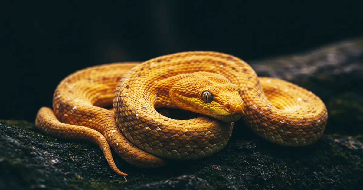 sonhar com cobra amarela